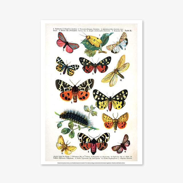 018_Vintage Art Posters_butterfly (빈티지 아트 포스터)