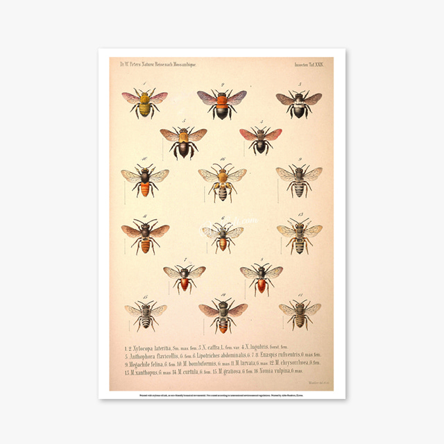 048_Vintage Art Posters_Bee illustration (빈티지 아트 포스터)