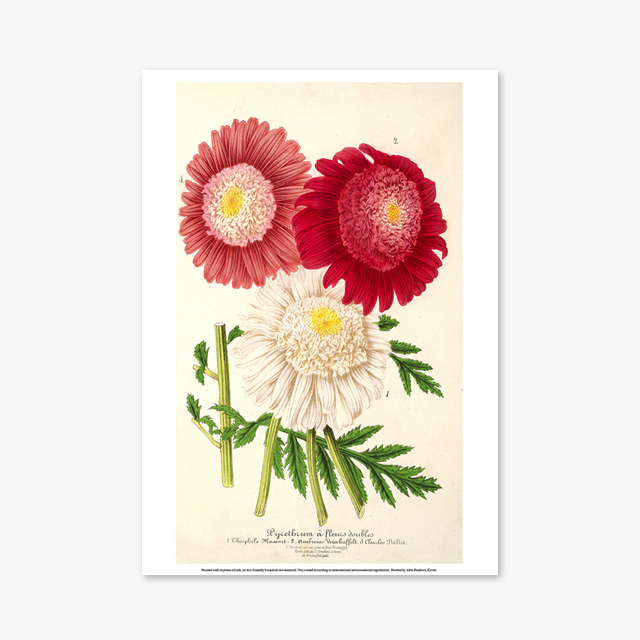 100_Vintage Art Posters_Flower Illustration (빈티지 아트 포스터)