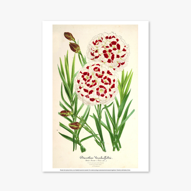 219_Vintage Art Posters_Flower Illustration (빈티지 아트 포스터)
